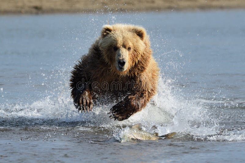 Grizzly royalty-vrije stock afbeelding Grizzly royalty-vrije stock afbeelding