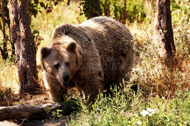 Grizzly bear in the forest