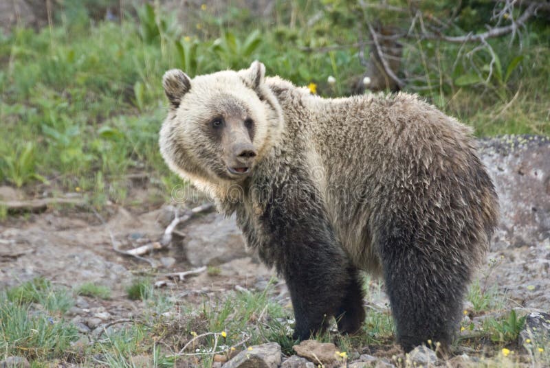 A wild Grizzly Bear searches for vanishing Whitebark Pine nuts on Dunraven Pass in Yellowstone Park. A wild Grizzly Bear searches for vanishing Whitebark Pine nuts on Dunraven Pass in Yellowstone Park