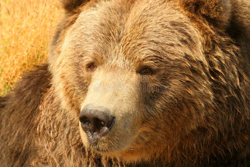 Grizzly Bear (Ursus arctos). Close-up of North American Grizzly Bear. Can be unpredictable with young cubs in close proximity.