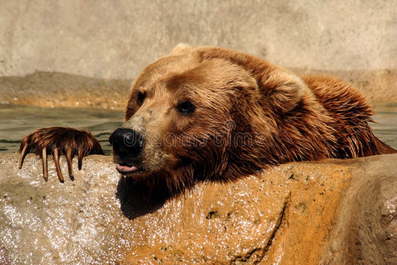 Grizzly bear peeking out over the top of a pond