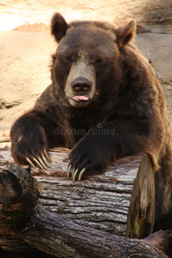 A big brown grizzly bear sticking his tongue out and drumming a log