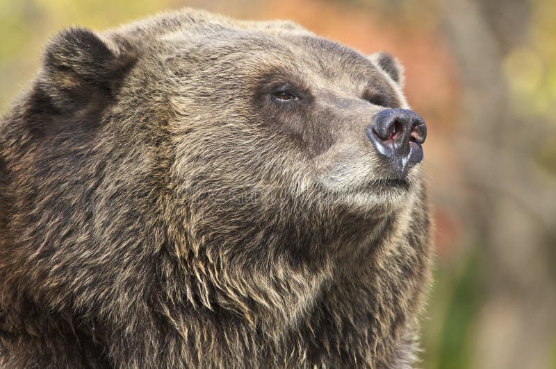 Tightly cropped image of grizzly bear face