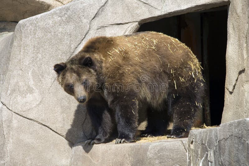 A powerful Grizzly Bear looks around as he leaves his zoo den. Just a few minutes out of hibernation.