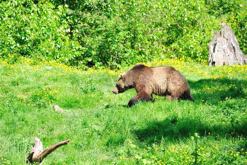 Grizzly bear at the zoo