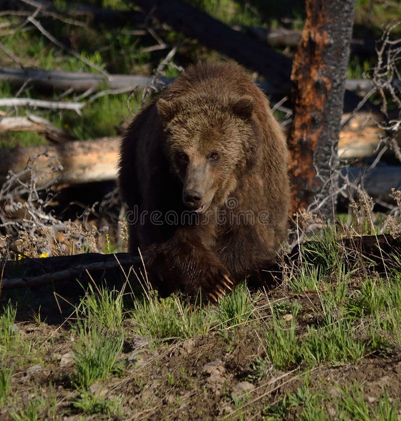 Un grande aspetto feroce grizzly camminare verso la telecamera attraverso i boschi della foresta.