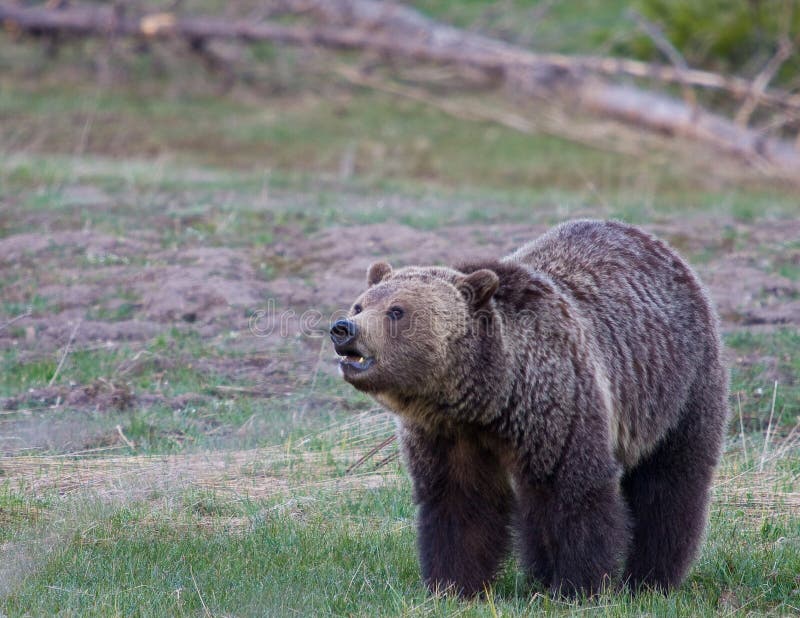 Grizzly Bear