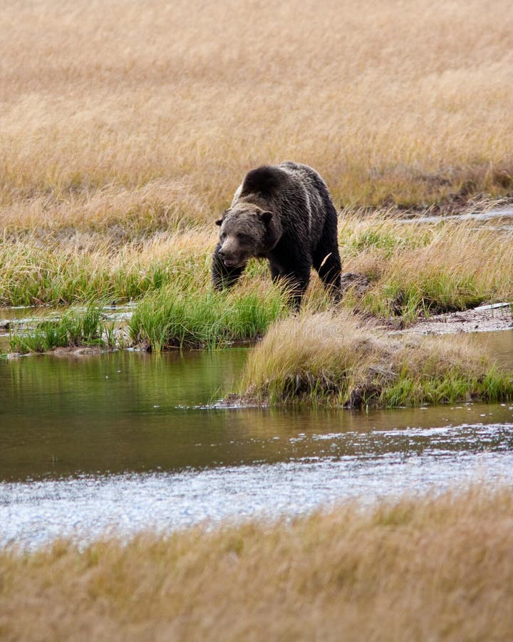 Grizzly Bear