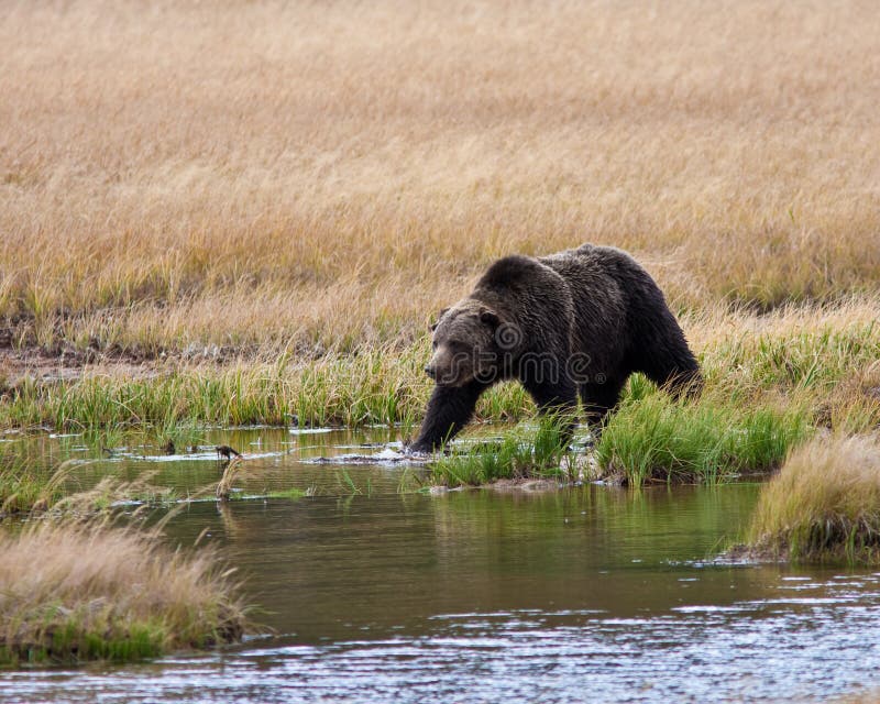 Grizzly Bear