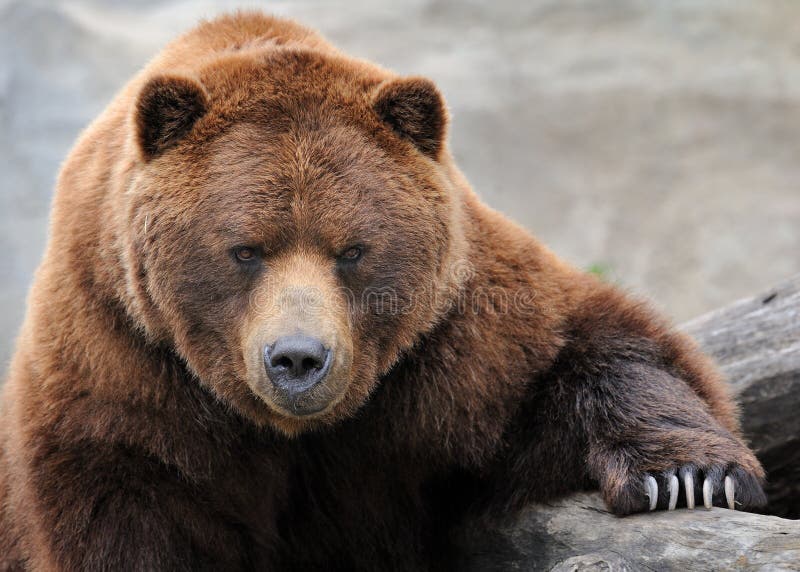 Grizzly bear stock images