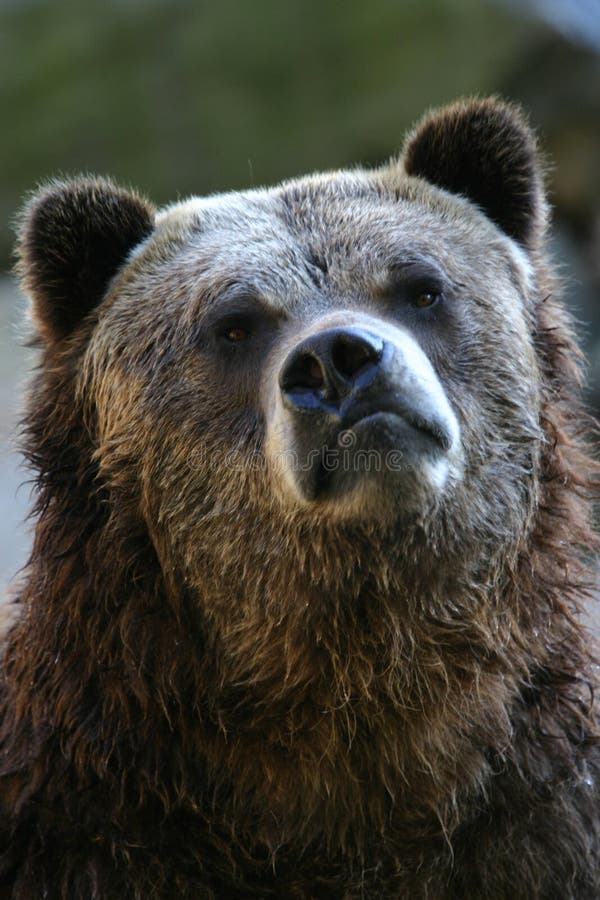Grizzly bear stock images.