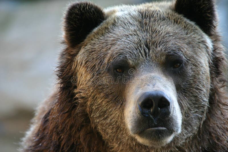 Medveď ()  (zajatý) 