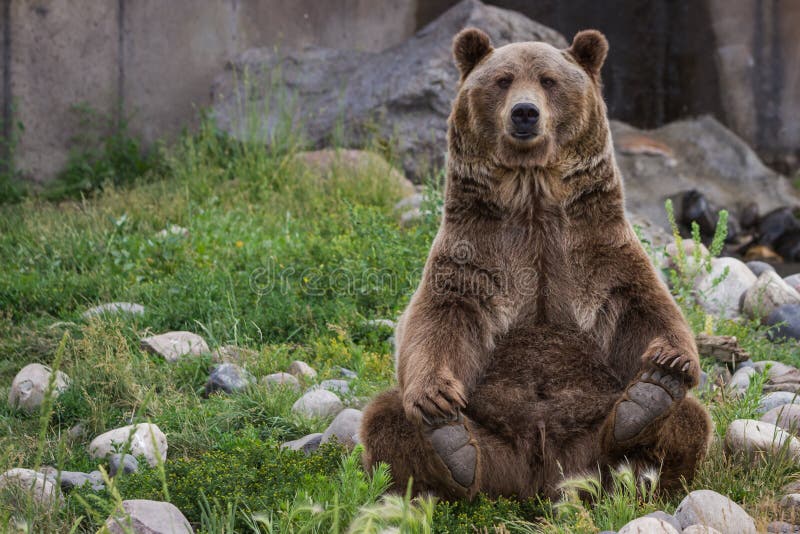 Un adulto masculino un oso sobre su trasero el fin logro su trasero.