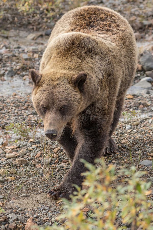 Grizzly Bear in Alaska stock photo. Image of omnivore 88299500