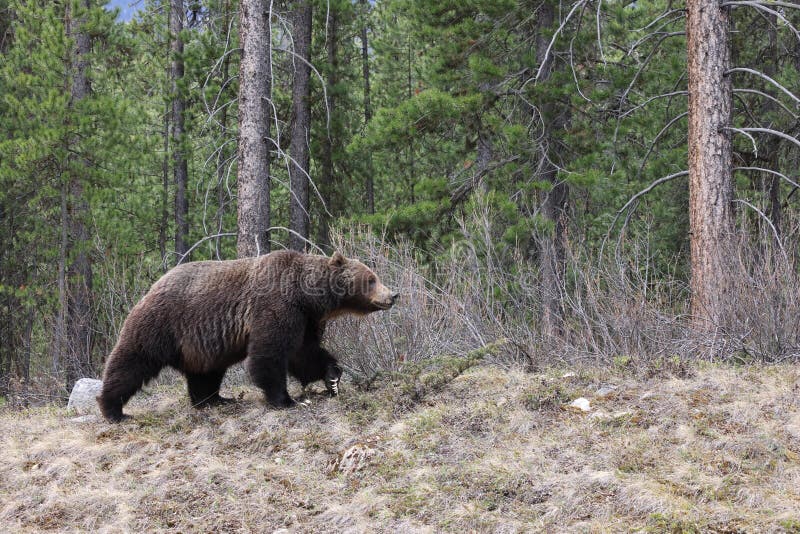 Grizzly Bear in the Canadian Rockies Banff Canada Stock Photo - Image ...