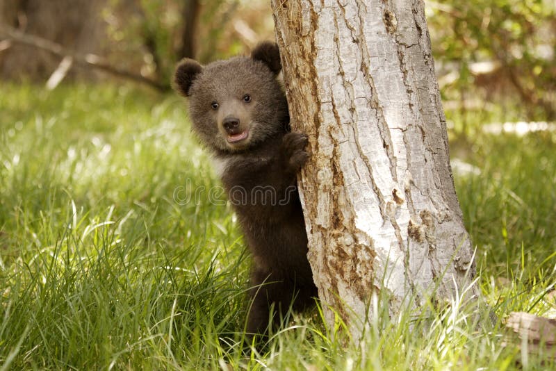 Grizzly Bear Cub stock photos