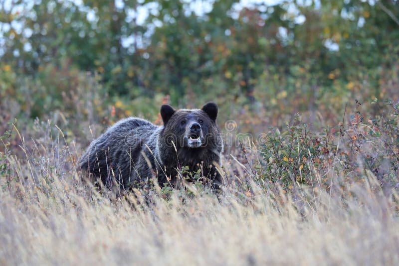 Grizzly Bear  Glacier NP Montana USA