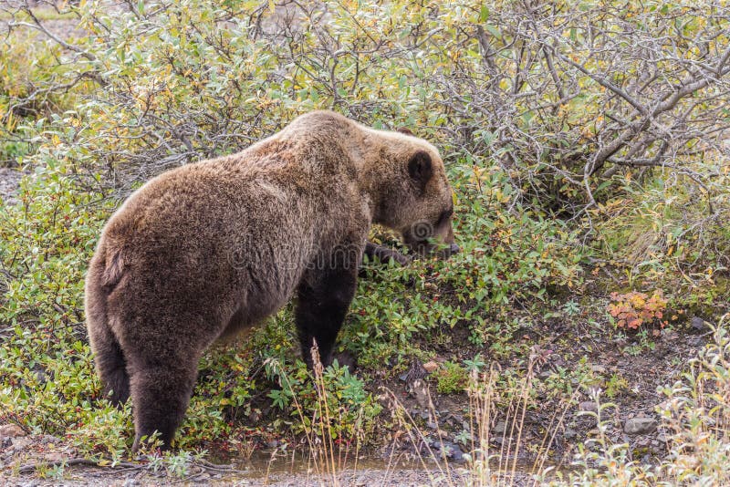 Grizzly Bear Feeding stock photo. Image of fall, wild 91028628