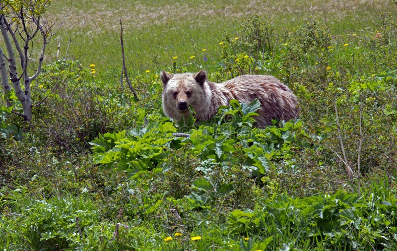Grizzly Bear Feeding On Cowslip Stock Photo Image of wildlife, animal