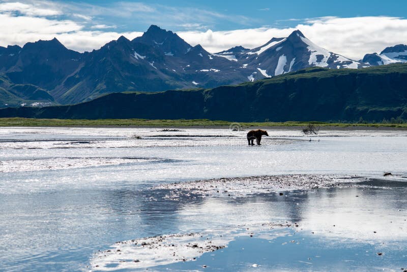 Grizzly bear fishes for salmon in the beautiful scenery of Katmai National Park in Alaska, surrounded by mountains and a river