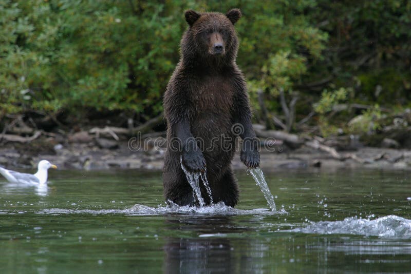 Grizzly bear fishing in alaskan lake