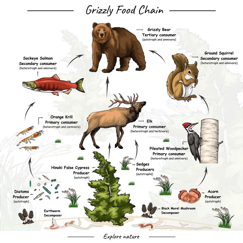 African Savanna Food Chain Diagram Biology Diagrams