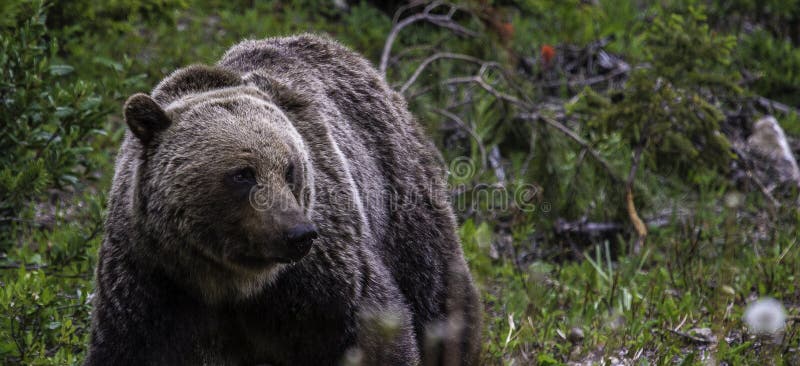 Grizzly Bear foraging in Banff National Park
