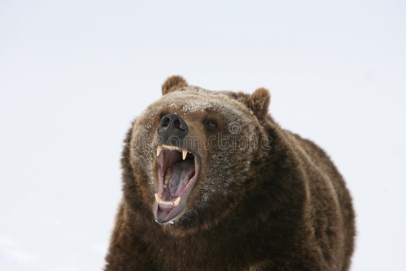 Grizzly Bear Growling royalty free stock image