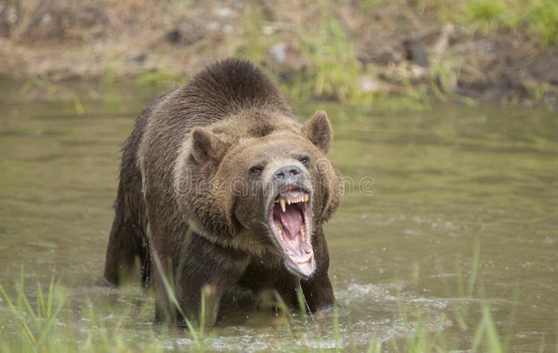 Grizzly bear growling close up, head and shoulders.