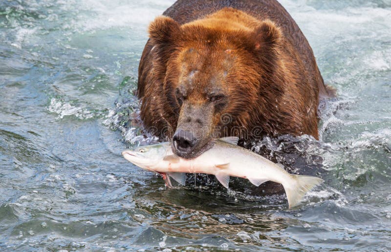 Bear on Alaska stock image