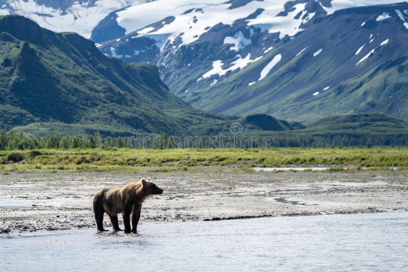 Grizzly bear in Katmai National Park looks for fish to hunt and eat