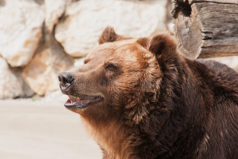 Grizzly bear looking away stock image. Image of capticity 73388921