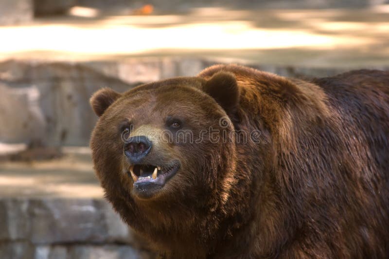 Grizzly bear showing its teeth