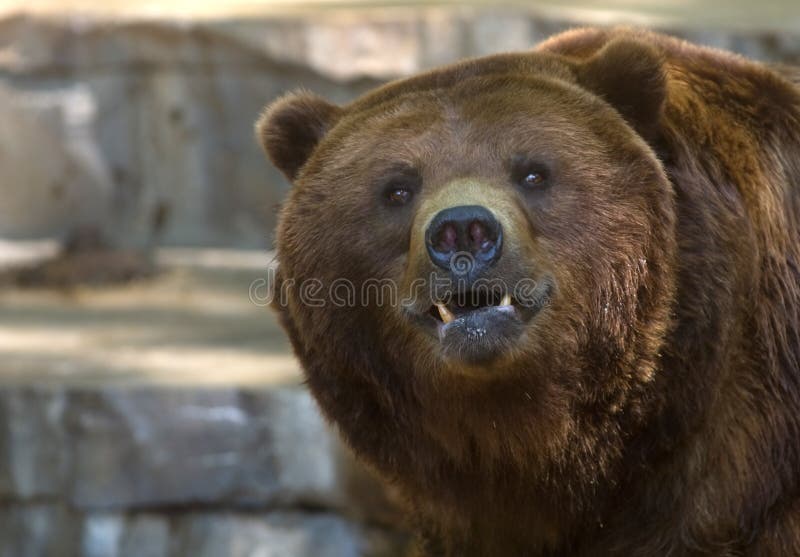 Grizzly bear showing its teeth