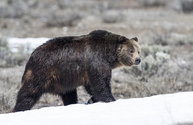 Grizzly bear on snow in early spring royalty free stock photos