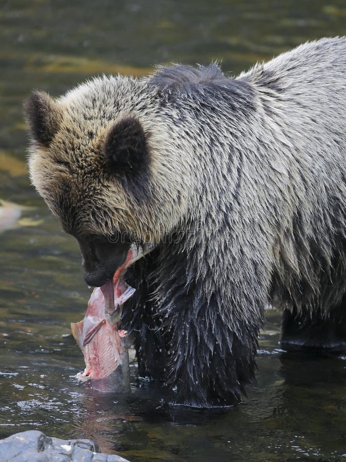 725 Brown Bear Eating Fish Photos - Free & Royalty-Free Stock Photos ...