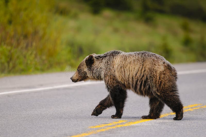 Grizzly Bear (Ursus Arctos Horribilis) Stock Photo - Image of ...
