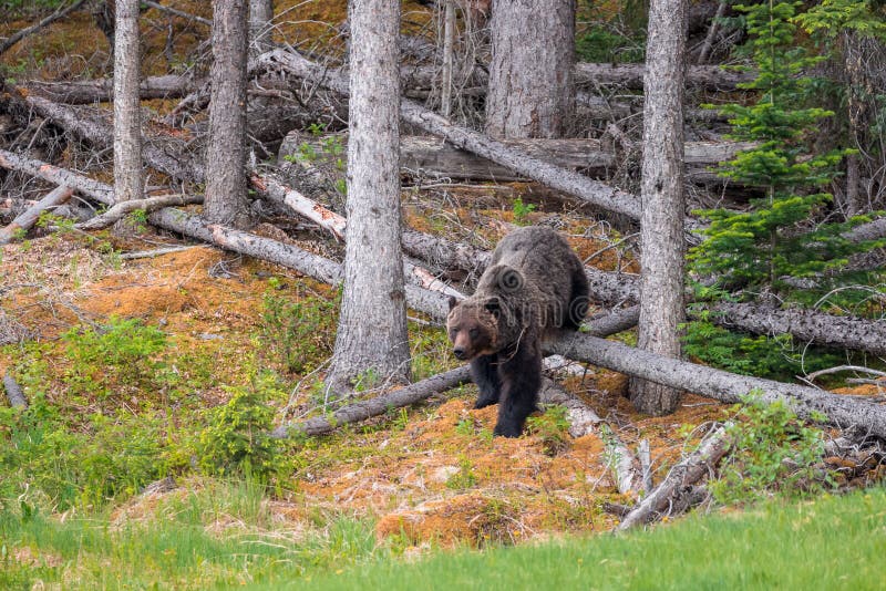 Grizzly bear walking out of the woods near Jasper