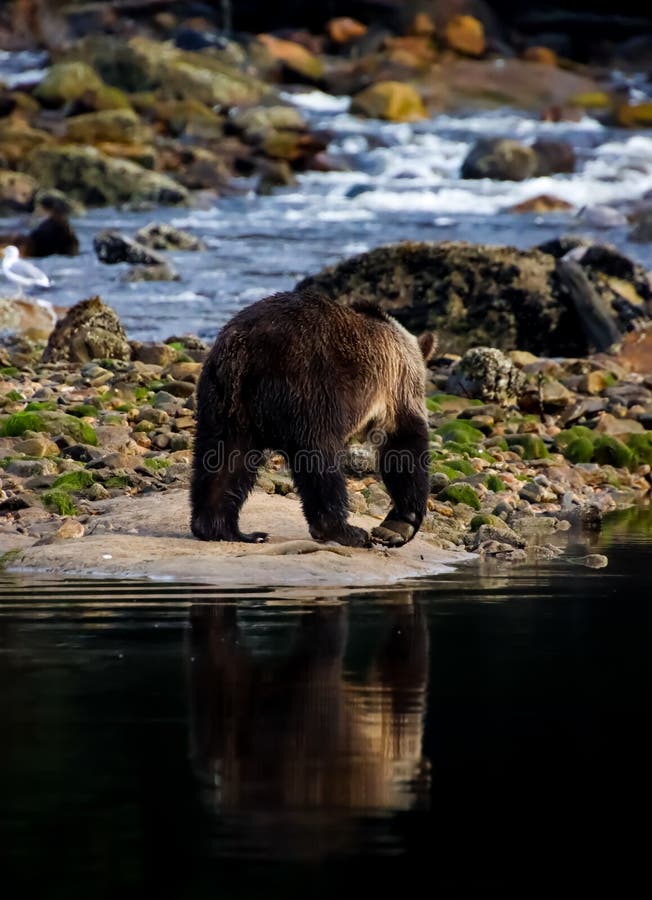 Grizzly Bear Walking on a Sandbar with Its Reflection in the Dark Water