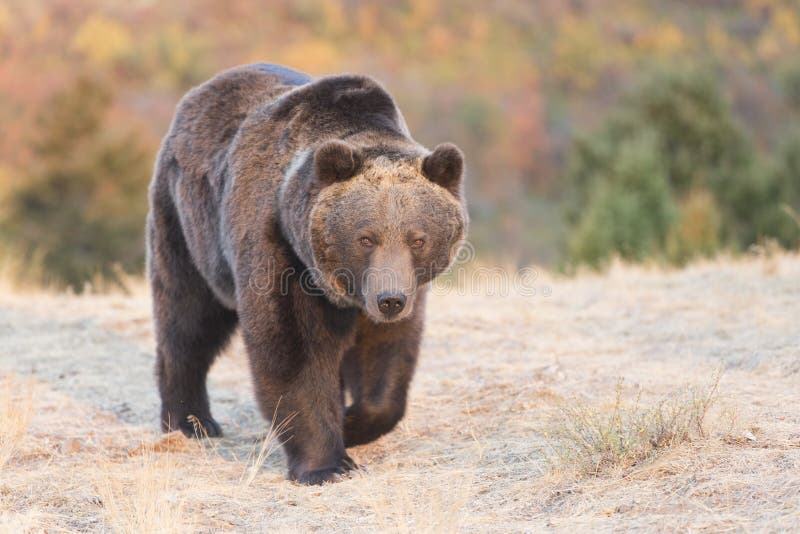 Grizzly Bear walking at sunrise