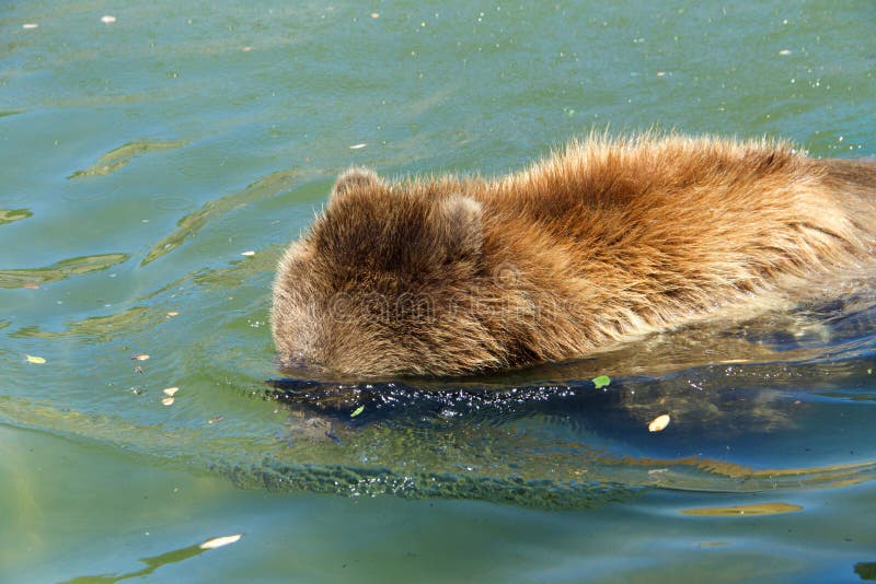 Juvenile grizzly bear in water with head submerged looking for fish. Grizzlies have carnivore digestive systems, however, they are omnivores. Their diets consist of both plants and animals. Juvenile grizzly bear in water with head submerged looking for fish. Grizzlies have carnivore digestive systems, however, they are omnivores. Their diets consist of both plants and animals