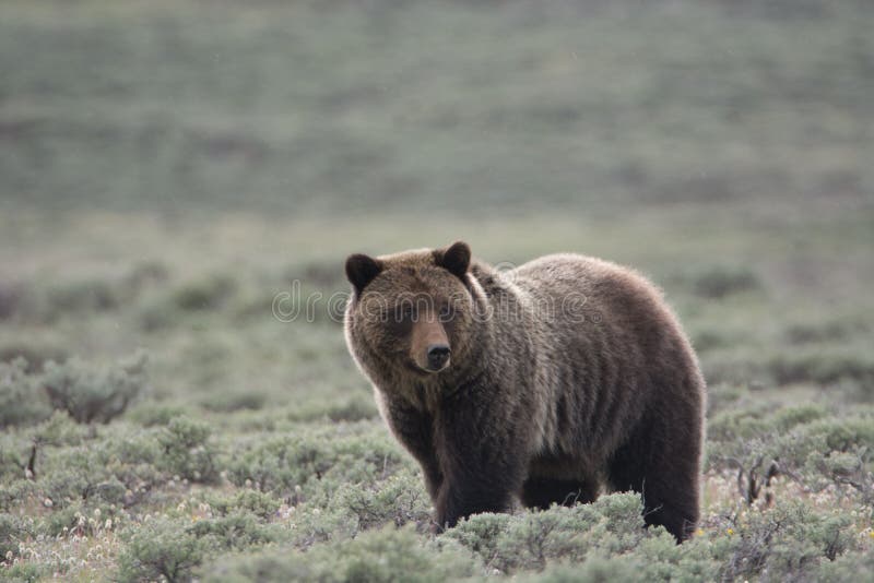 Grizzly Bear in Yellowstone National Park Stock Image Image of