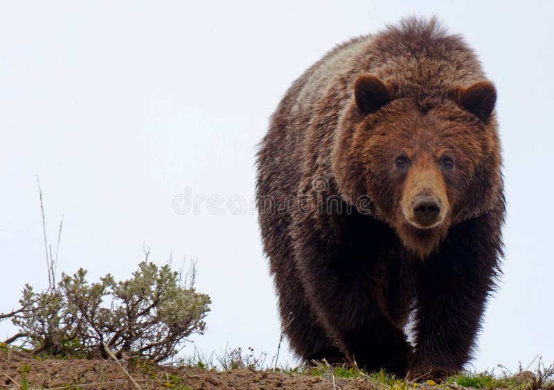 Grizzly Bear royalty free stock photo