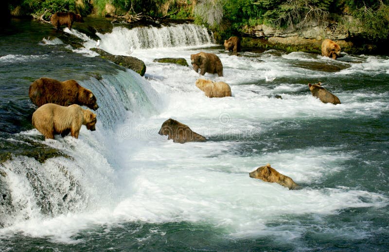 Grizzly bears stock images Grizzly bears stock images