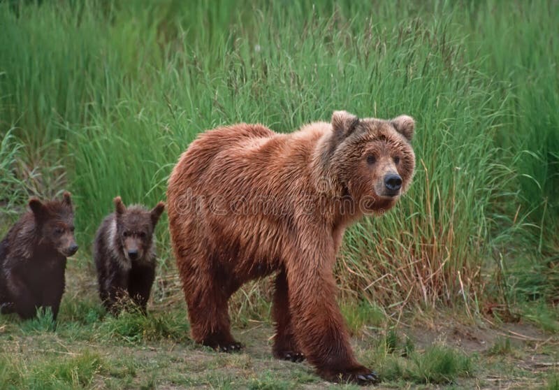 A Picture To Melt Your Heart! Grizzly Bear Cub Hitches A Ride On His