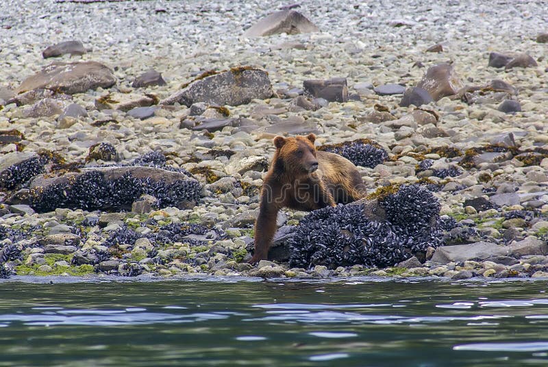 Grizzly die op een overzeese kust in het Nationale Park van de Baai van de Gletsjer lopen stock foto Grizzly die op een overzeese kust in het Nationale Park van de Baai van de Gletsjer lopen stock foto