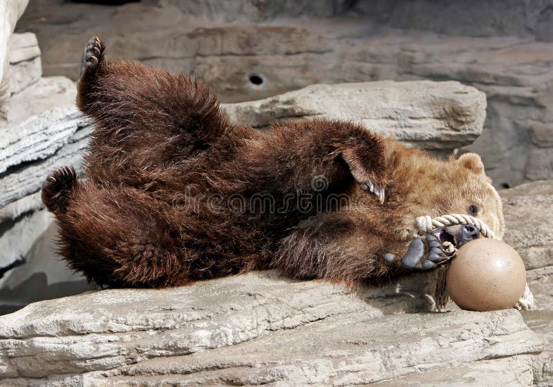 A Grizzly Bear plays with a ball in an American, big city zoo (captive setting, shallow focus). A Grizzly Bear plays with a ball in an American, big city zoo (captive setting, shallow focus).