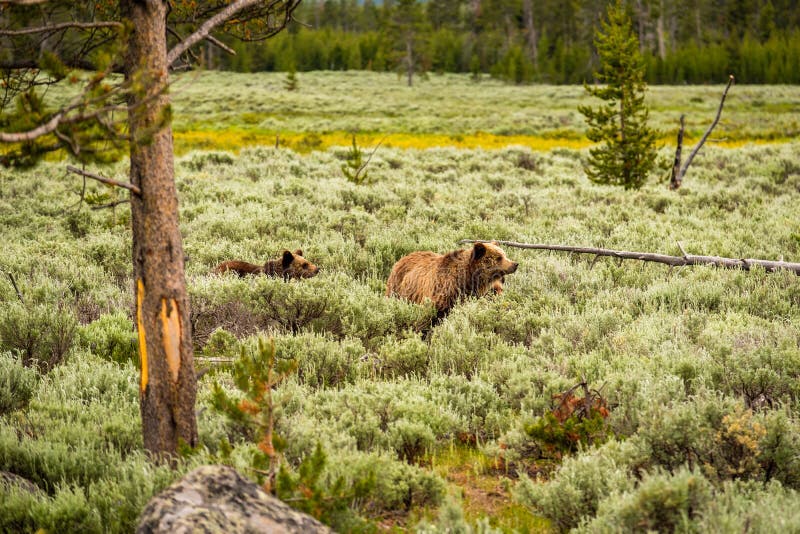 Grizzly bear in Yellowstone National Park, Wyoming, USA. Grizzly bear in Yellowstone National Park, Wyoming, USA