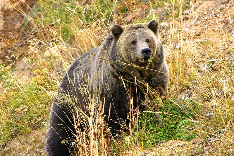 grizzly locha obraz stock grizzly locha obraz stock