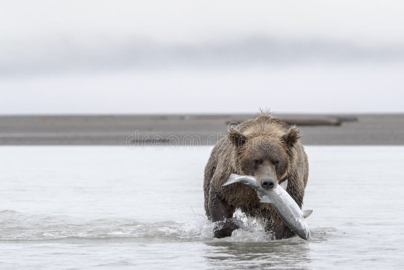 A Grizzly bear carrying a Salmon. The water is shallow due to low tide. Photo taken on August, 2016, Hallo Bay, Katmai National park, Alaska. A Grizzly bear carrying a Salmon. The water is shallow due to low tide. Photo taken on August, 2016, Hallo Bay, Katmai National park, Alaska.